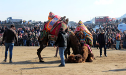 Salgn biterse develer Salihli'de 28 ubat'ta greecek